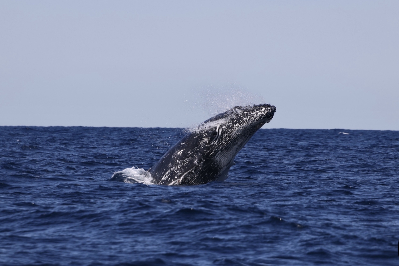 澳洲悉尼Ocean Extreme快艇觀鯨【環形碼頭/曼利碼頭兩地出發小船觀鯨更刺激】 | Trip.com