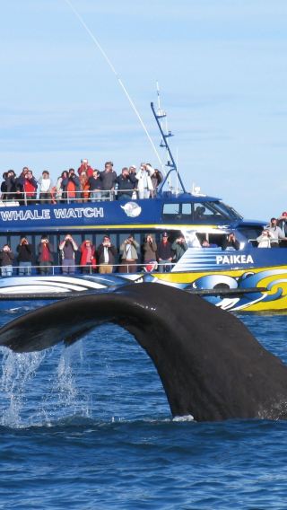 3D2N • South Island of New Zealand: Kaikoura - Greymouth - Fox Glacier - Queenstown
