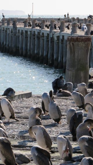 8D7N • New Zealand South Island Loop - Dunedin - Oamaru