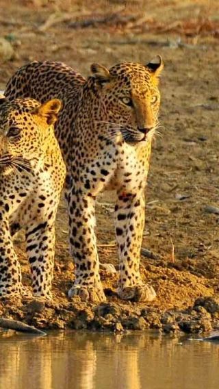 7D6N • 5-diamond hotels throughout the trip + Guaranteed 2-night stay at Sheraton + Yala National Park Safari + Galle Fort + Tea plantation & coastal train rides