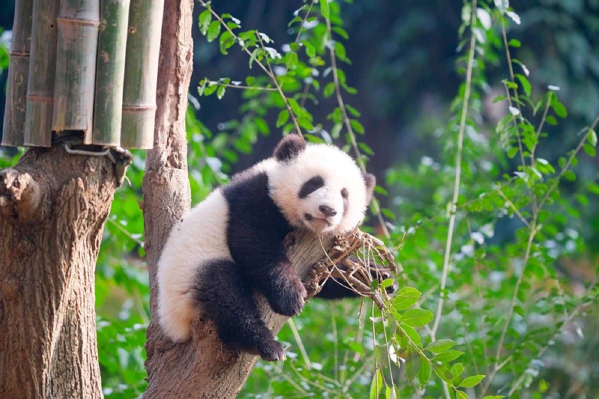 TEMPAT WISATA DI CHENGDU