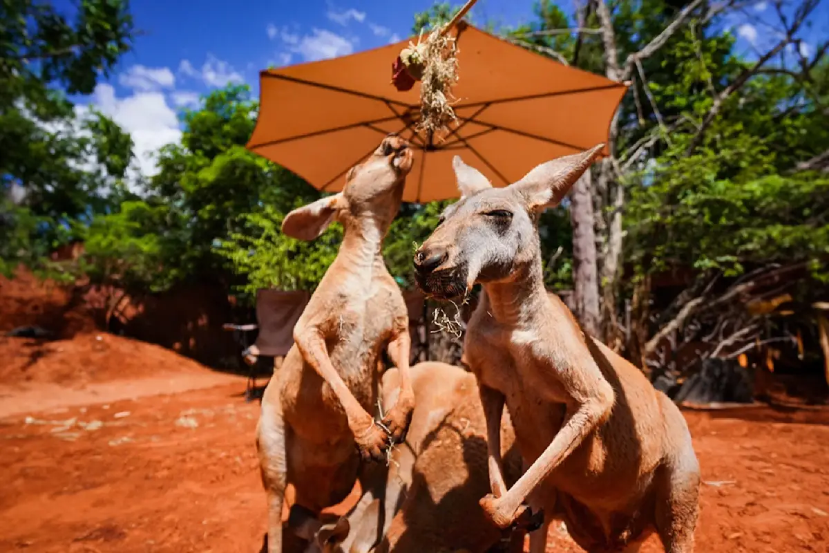 Safari World Bangkok