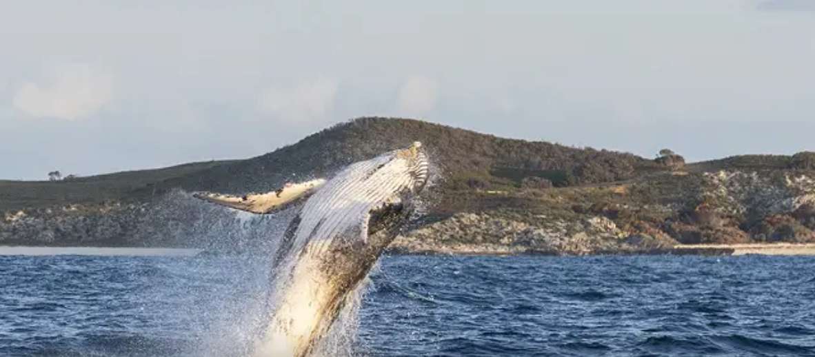 Things to do on Rottnest Island