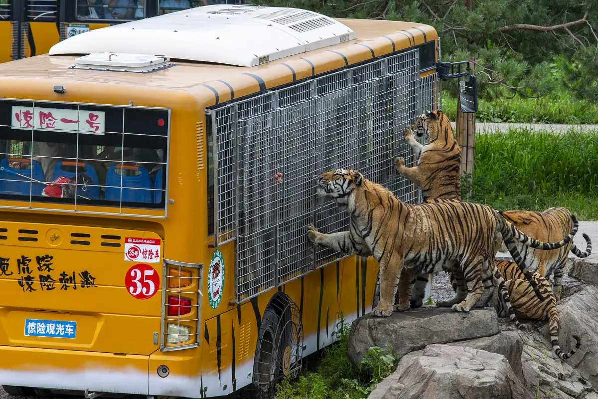 Harbin Siberia Tiger Park