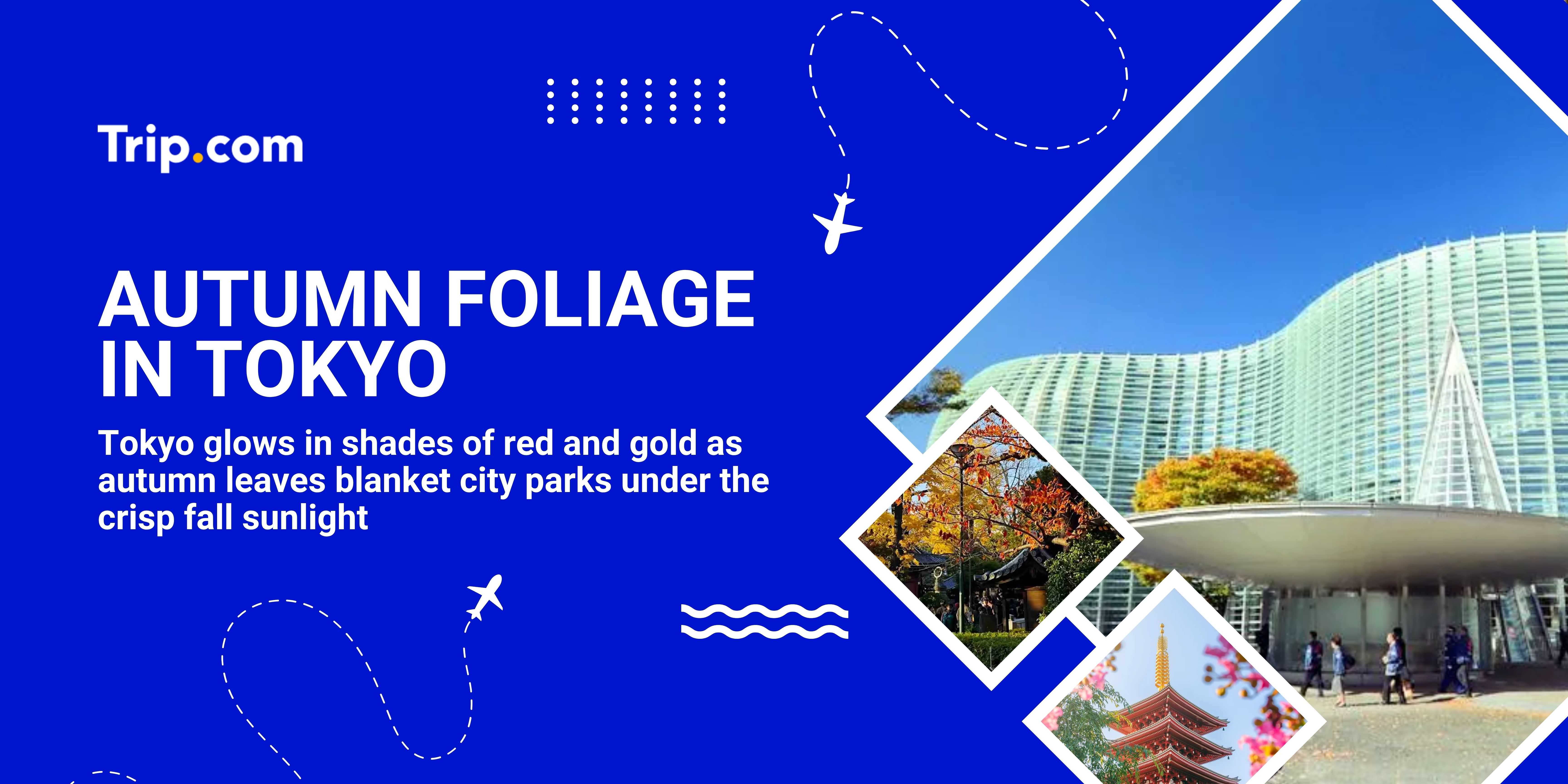 autumn foliage in tokyo