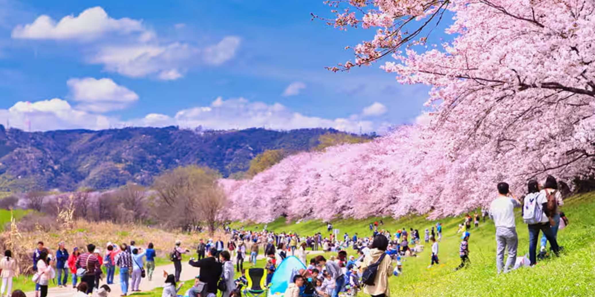 hoạt động thú vị trong mùa hoa anh đào