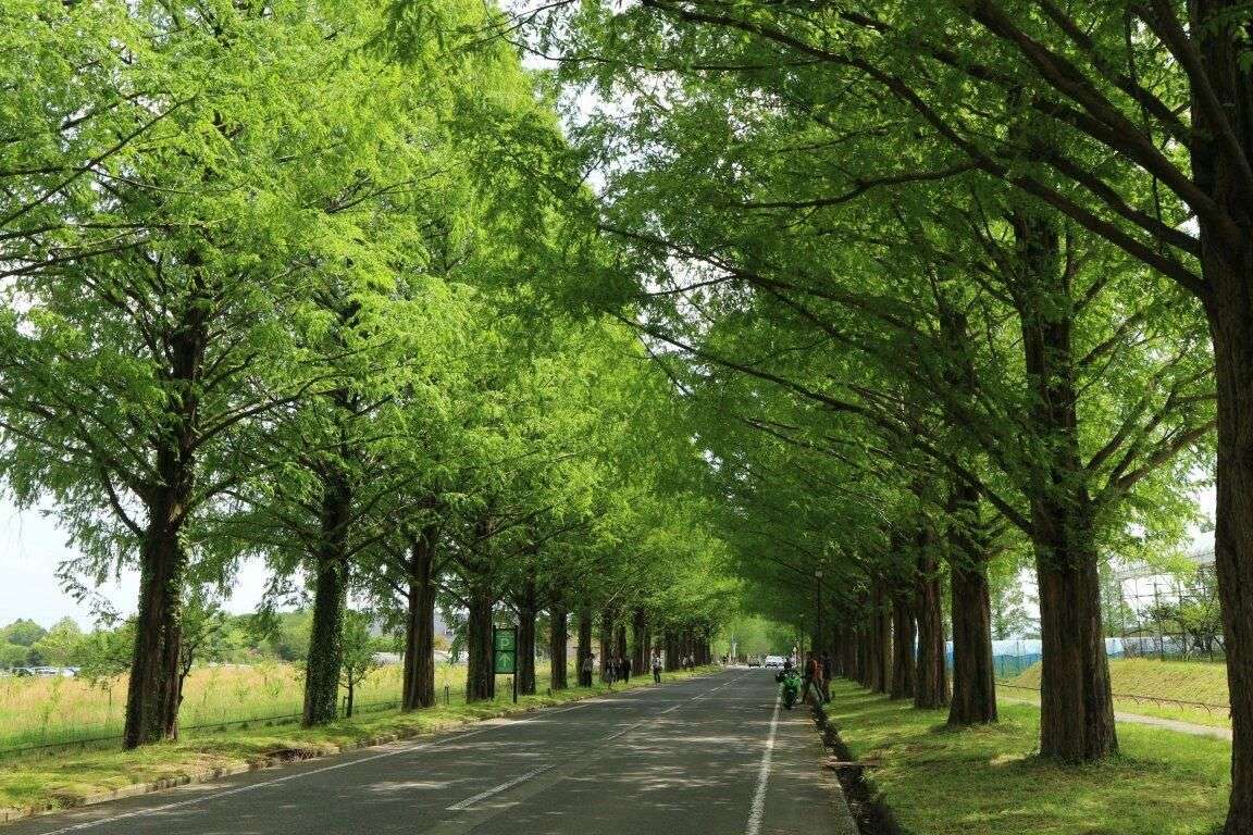 Metasequoia Lane 