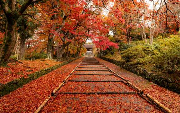Autumn in Japan