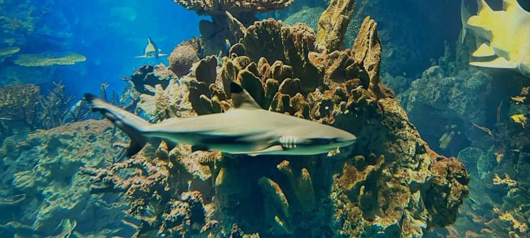 Top Things to Do at Sydney Aquarium