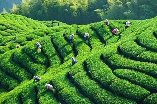 Thé Longjing et villages traditionnels