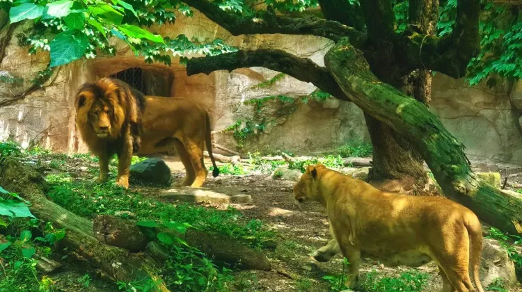 Best Time to Go to Beijing Zoo