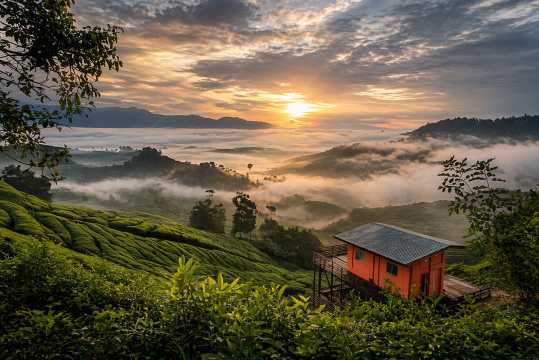 cameron highlands