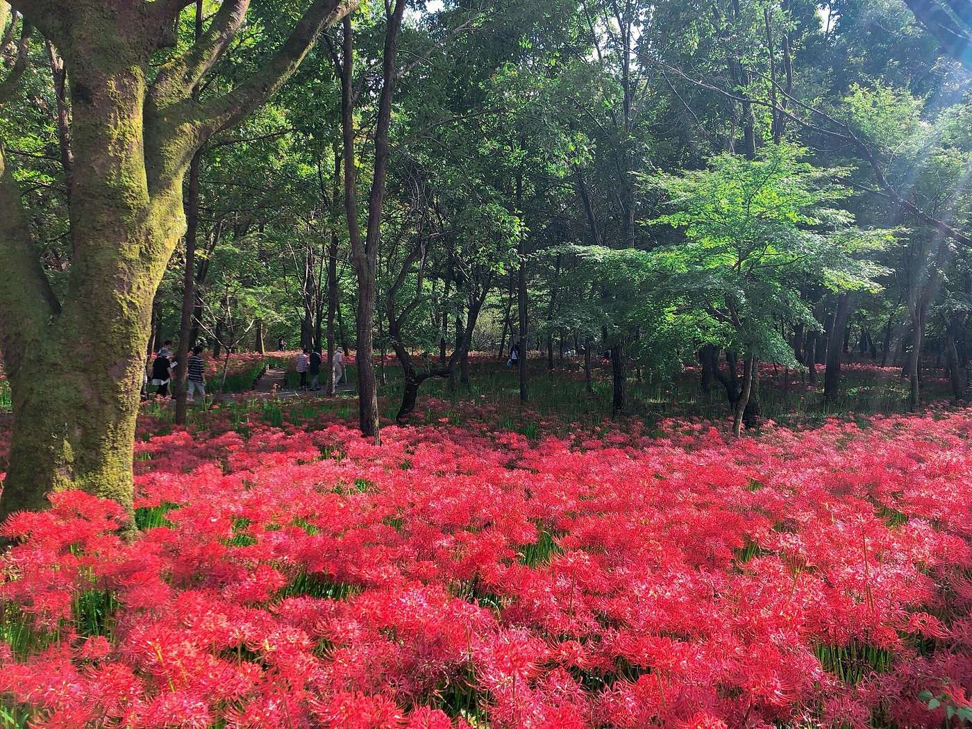 Kinchakuda Manjushage Park
