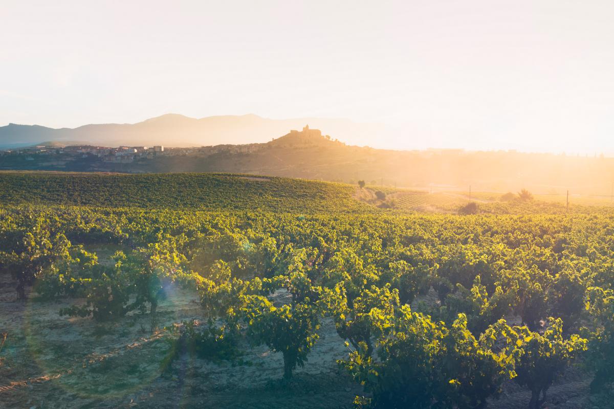 los vinedos de La Rioja