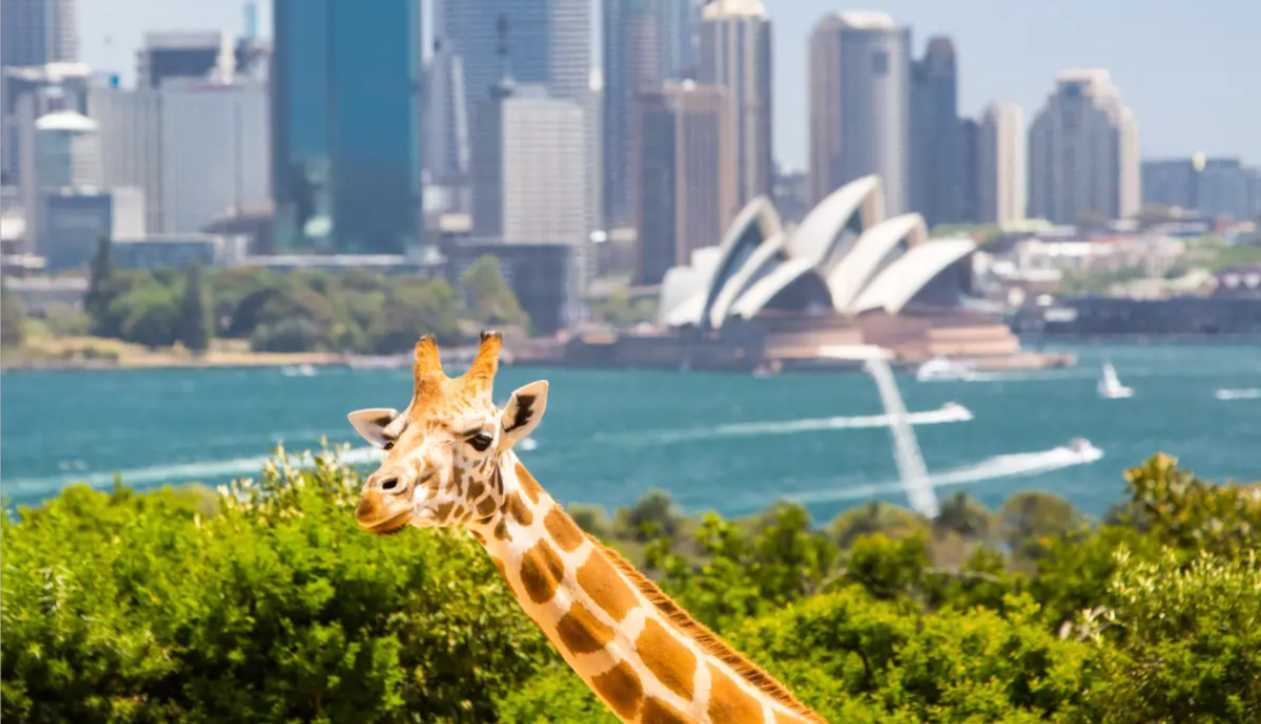 Taronga Zoo​