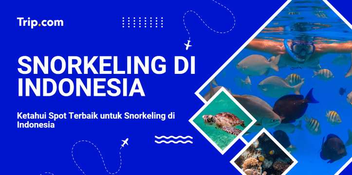 Spot Snorkeling Terbaik di Indonesia | Trip.com