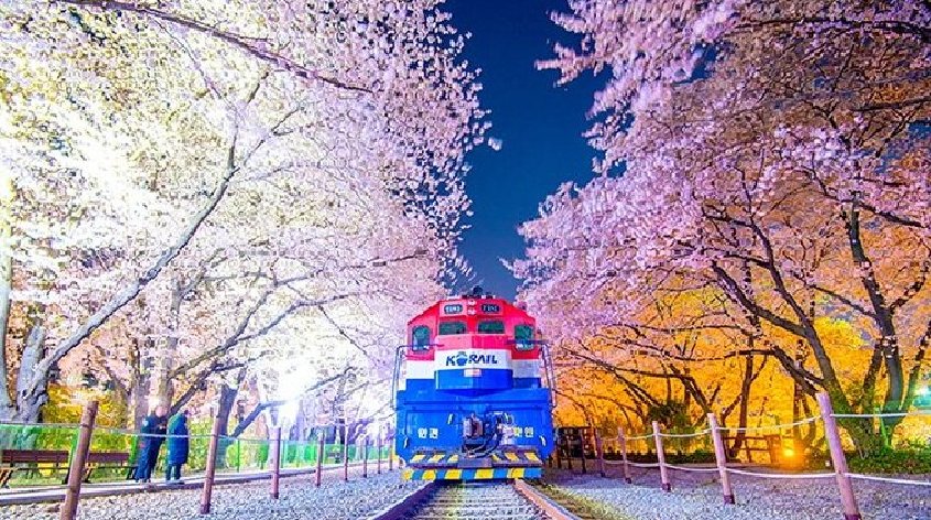 Festival des cerisiers de Jinhae