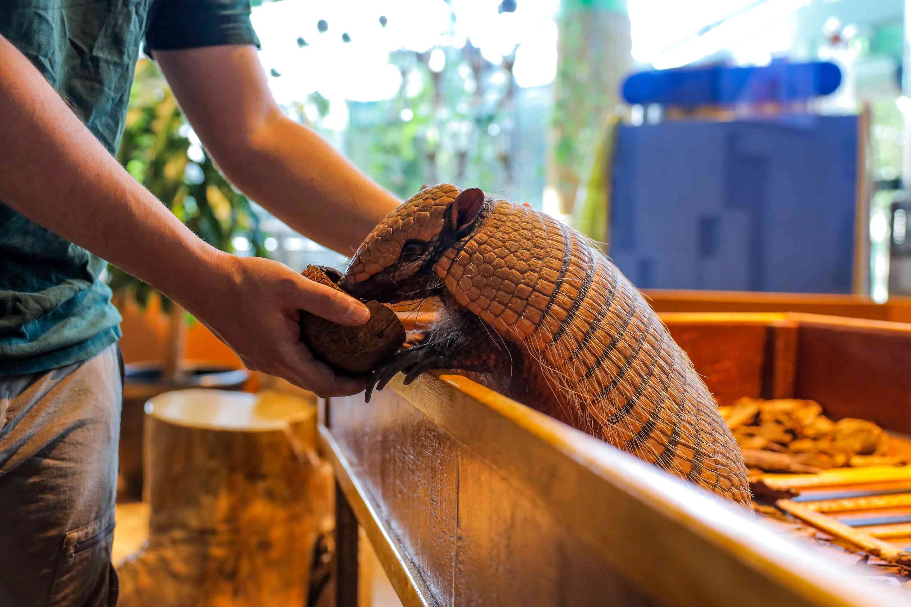 Зеленые оазис Грин пленет Дубай