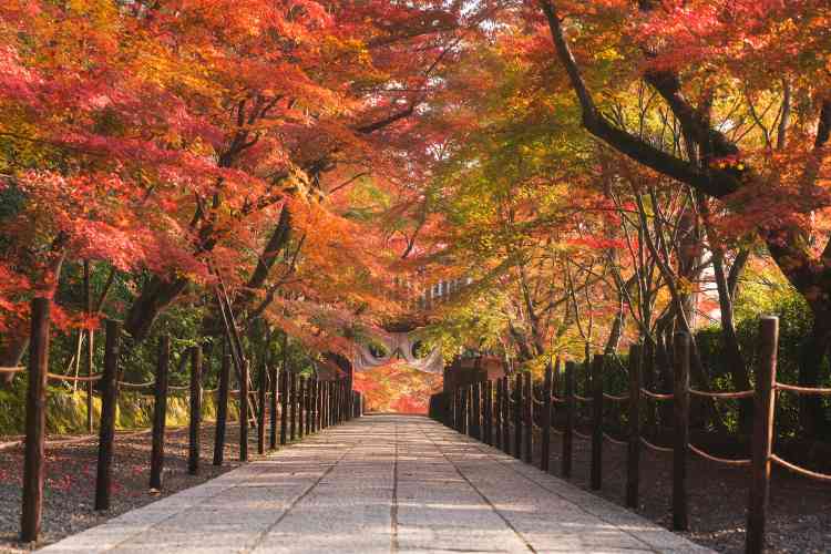 일본 단풍 명소 추천
