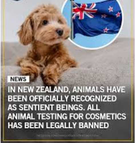 Animals & Animal Products