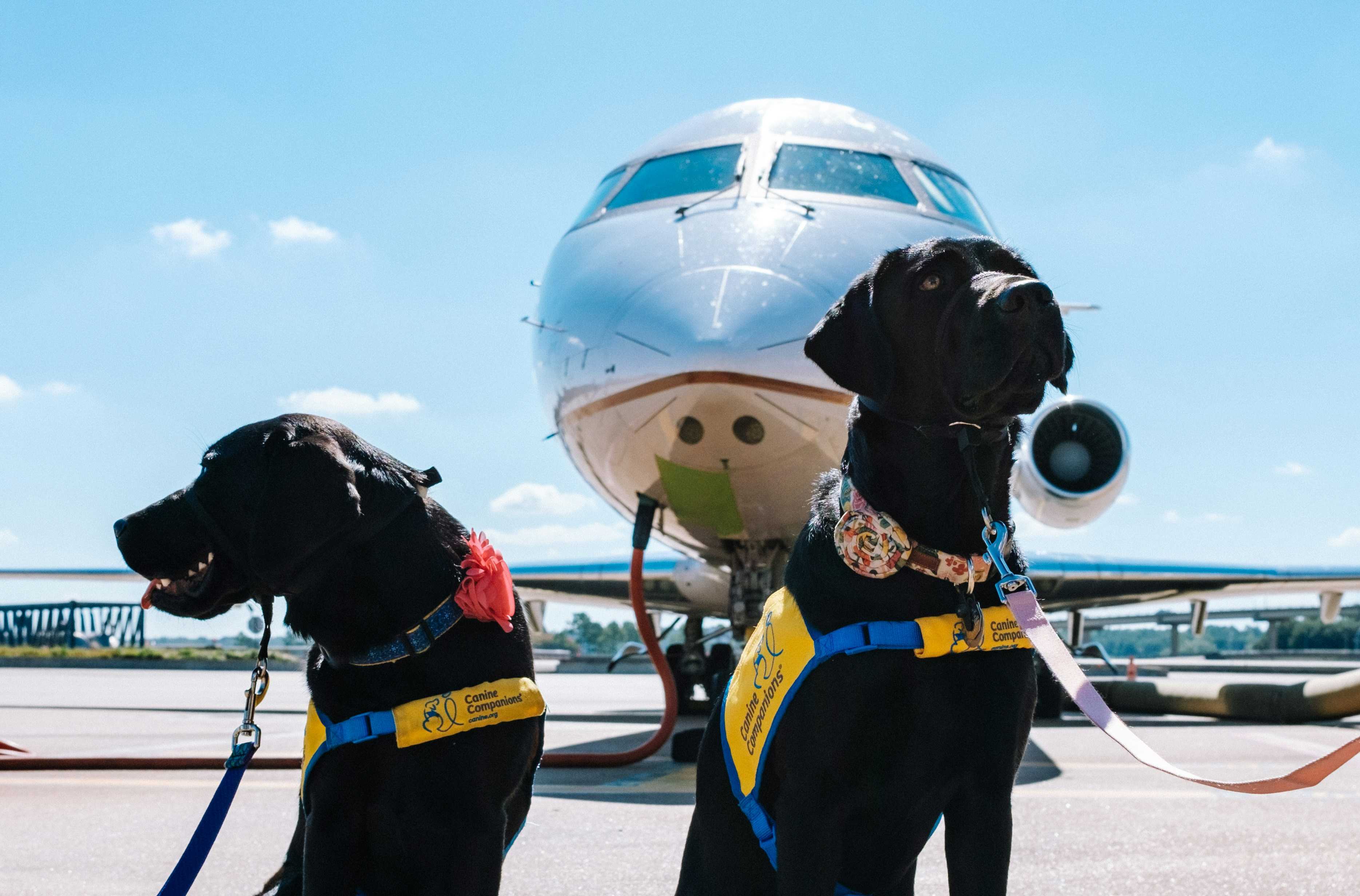 Airline Approved Top Pet Carriers Airline