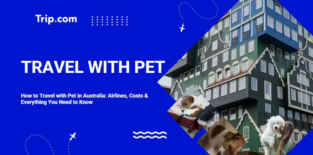 How to Travel with Your Pet: Requirements, Costs & Preparation | Trip.com