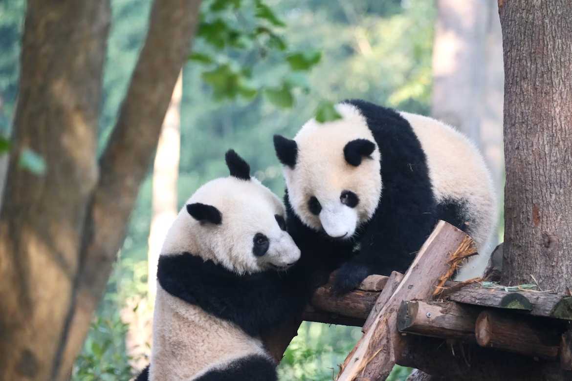 panda chine