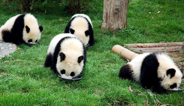 Best Time to Visit Chengdu Attractions