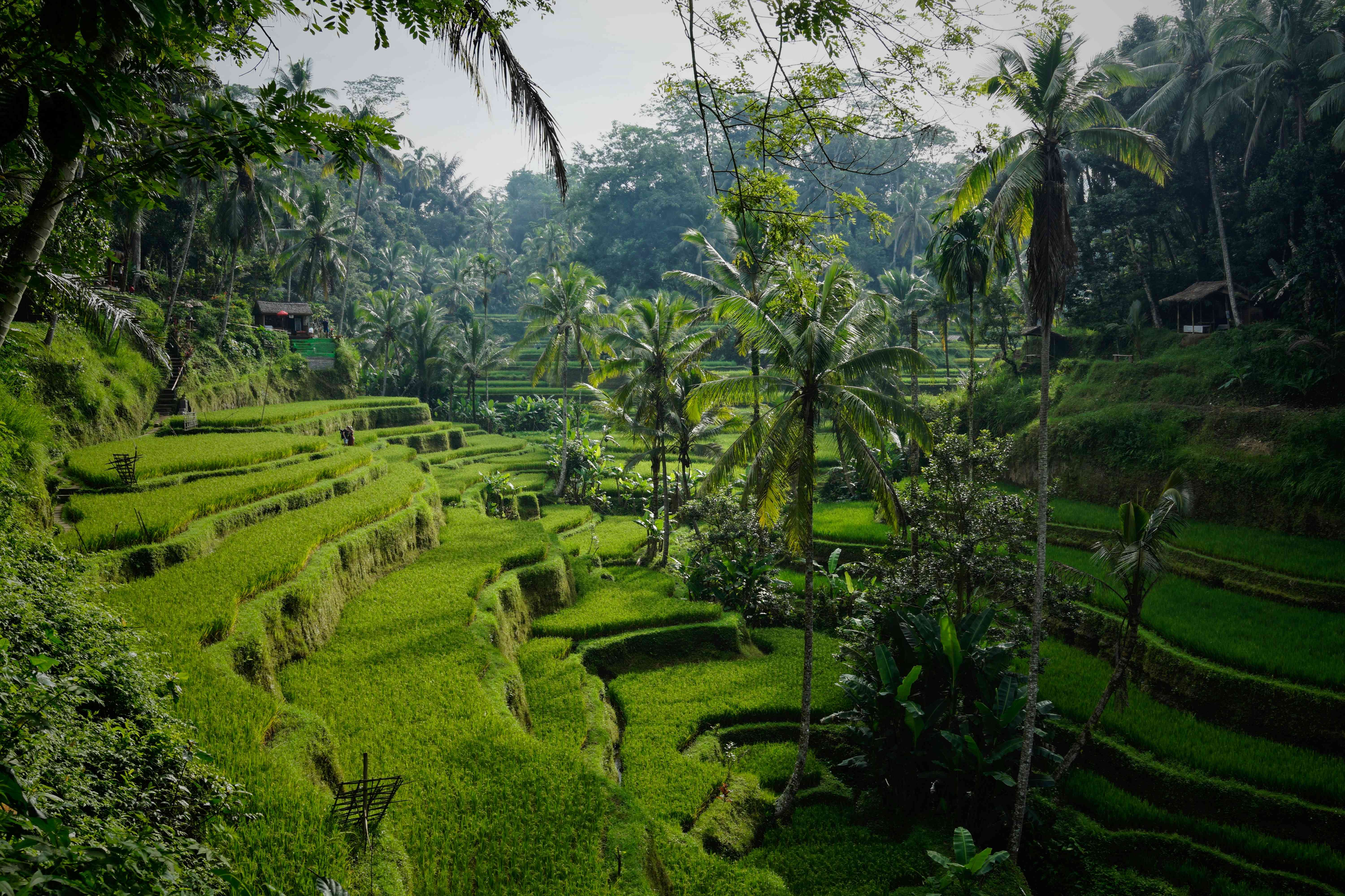 Best Things to Do in Bali: Top Things to Do in Bali