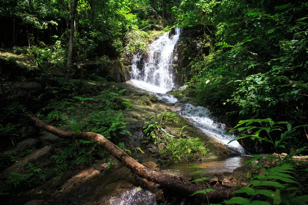 Khao Phra Thaeo National Park