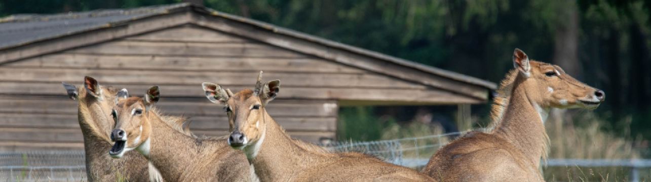 Getting the train to ZSL Whipsnade Zoo: Closest station & routes