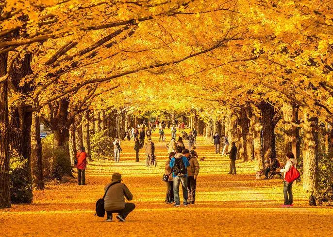 Best for Autumn Leaves