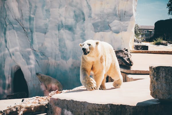 Beijing Zoo Animals: Pandas, Polar Bears & More 