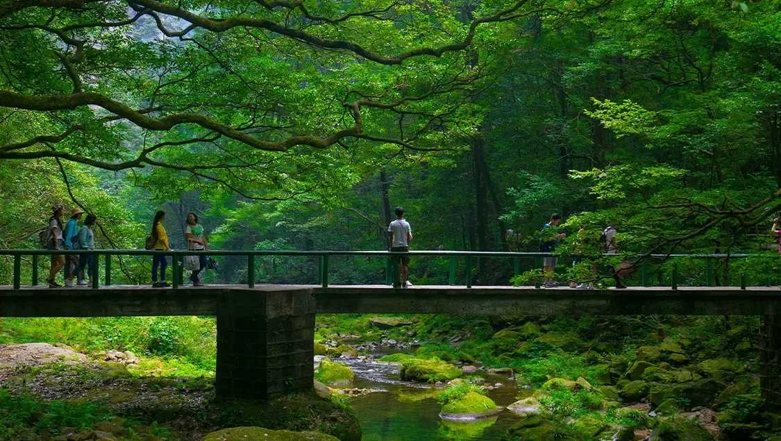 Zhangjiajie National Forest Park Trees