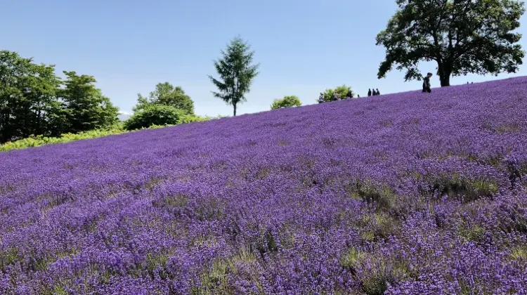 穴場・幌見峠ラベンダー園