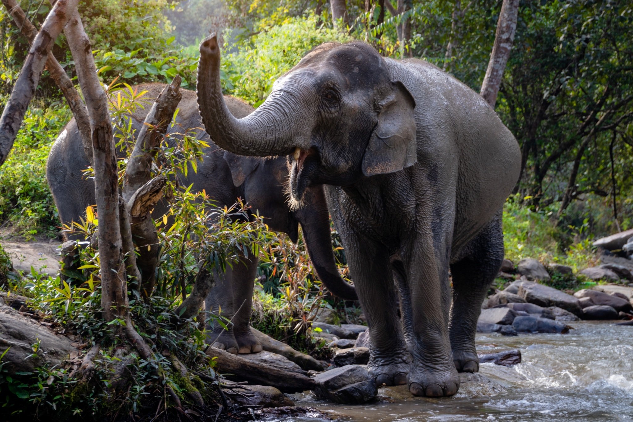 Elephant Jungle Sanctuary Phuket