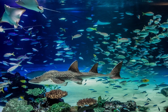 サンシャイン水族館の見どころ3選