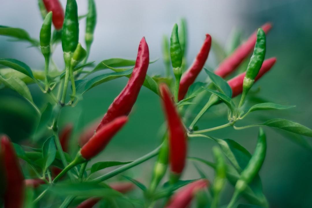 red and green jalapeno chillis Via Unsplash (by Steve A Johnson)