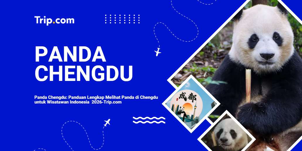 Panda Chengdu: Panduan Lengkap Melihat Panda di Chengdu untuk Wisatawan Indonesia
