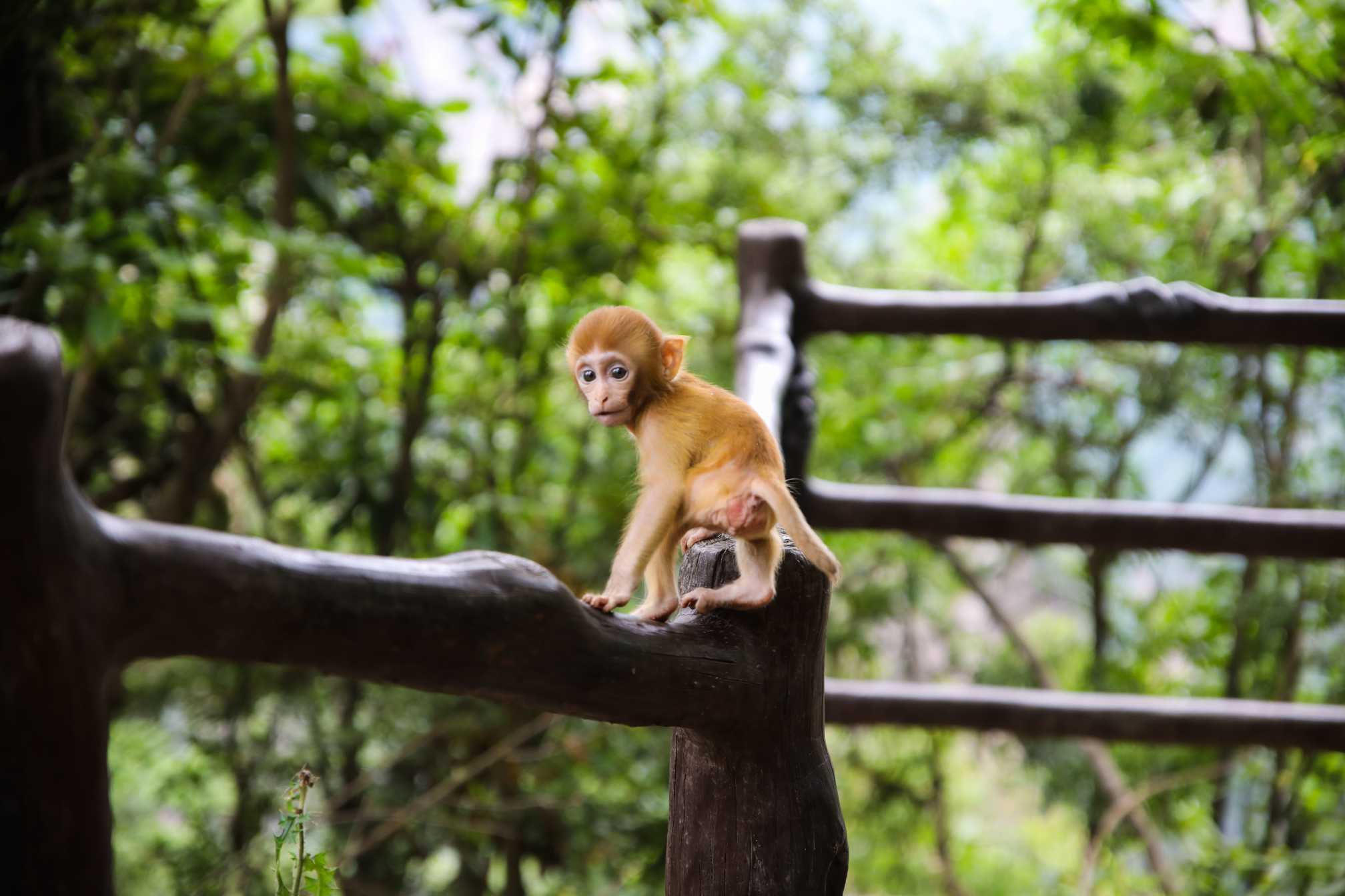 горы аватара, лифт