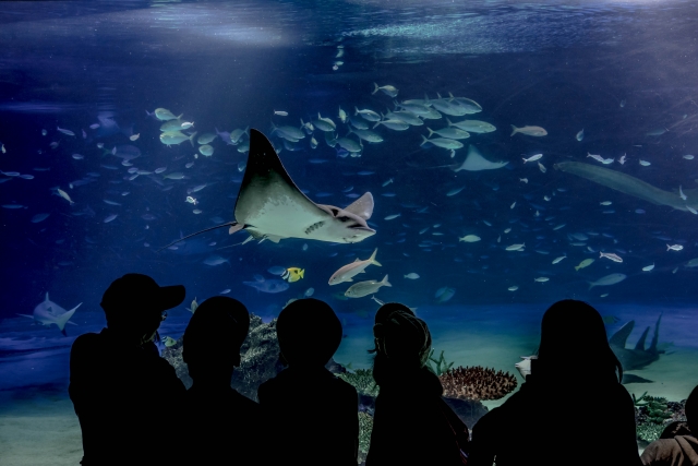 サンシャイン水族館 チケット