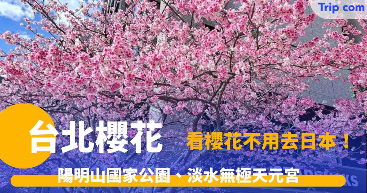 台北櫻花