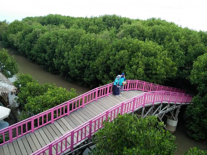 Taman Mangrove Bungkutoko – Wisata Edukasi Alam Pesisir