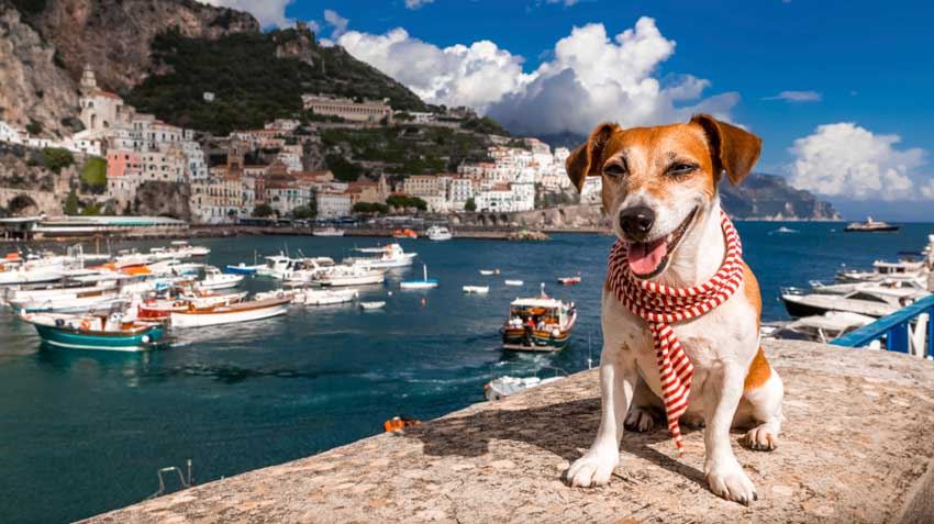Dog Travelling