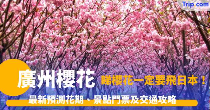 廣州櫻花：春日浪漫廣州櫻花之旅！廣州賞櫻最強攻略一文掌握！ | Trip.com