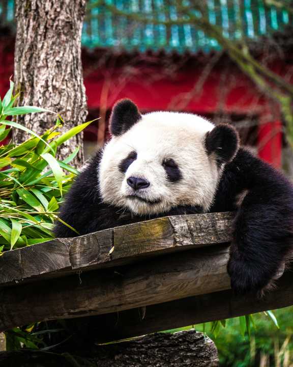 パンダに会いに動物園に行こう！