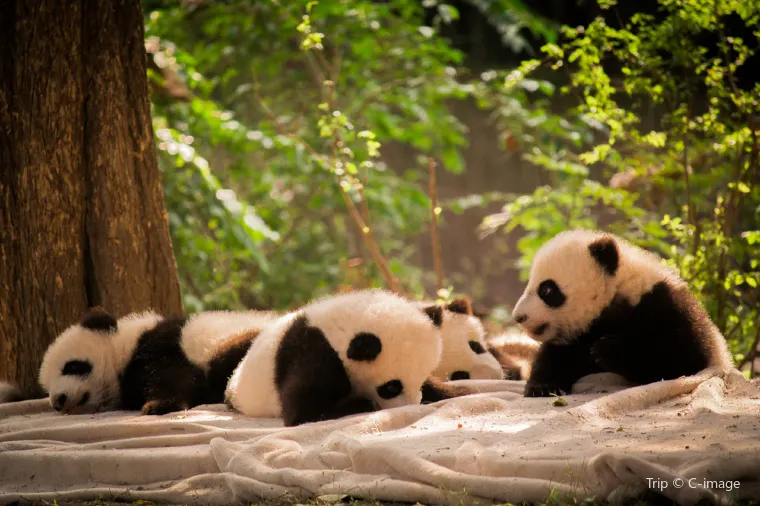 Chengdu pandas