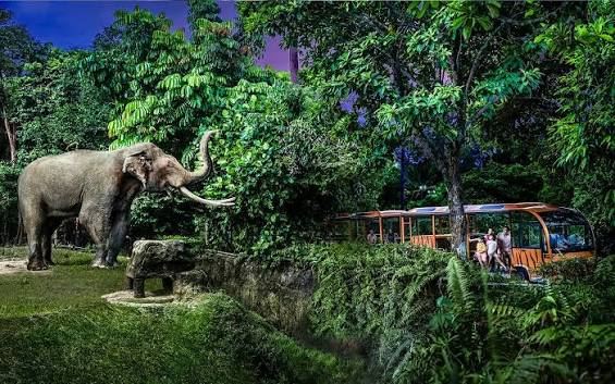 Elephant at Night Safari