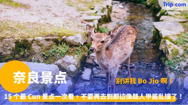 奈良景点 | 奈良这 15 个地方才是 Hidden Gem？别整天只会跟鹿抢饼干了啦！ | Trip.com