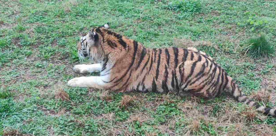 Shanghai Wild Animal Park: Route to Visit
